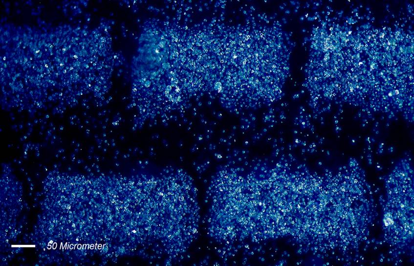 Cell Aggregates
