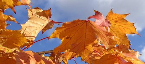 Leaves_closeup_from_PA211144