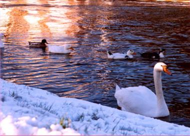snow3
