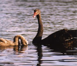 black_swans